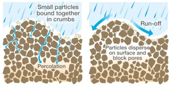 A graphic showing how little water percolates down the soil profile once soil capping has occurred.